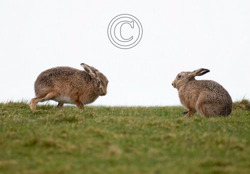   Brown Hares DM2040